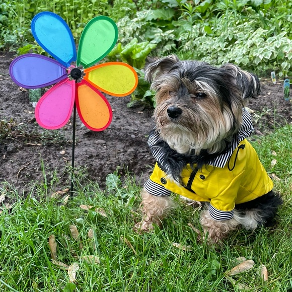 Hi there!🦋My name is Hatti•Jean!🐕🦋The Newest Addition To The @sadbutcute Team - Picture 3 of 3